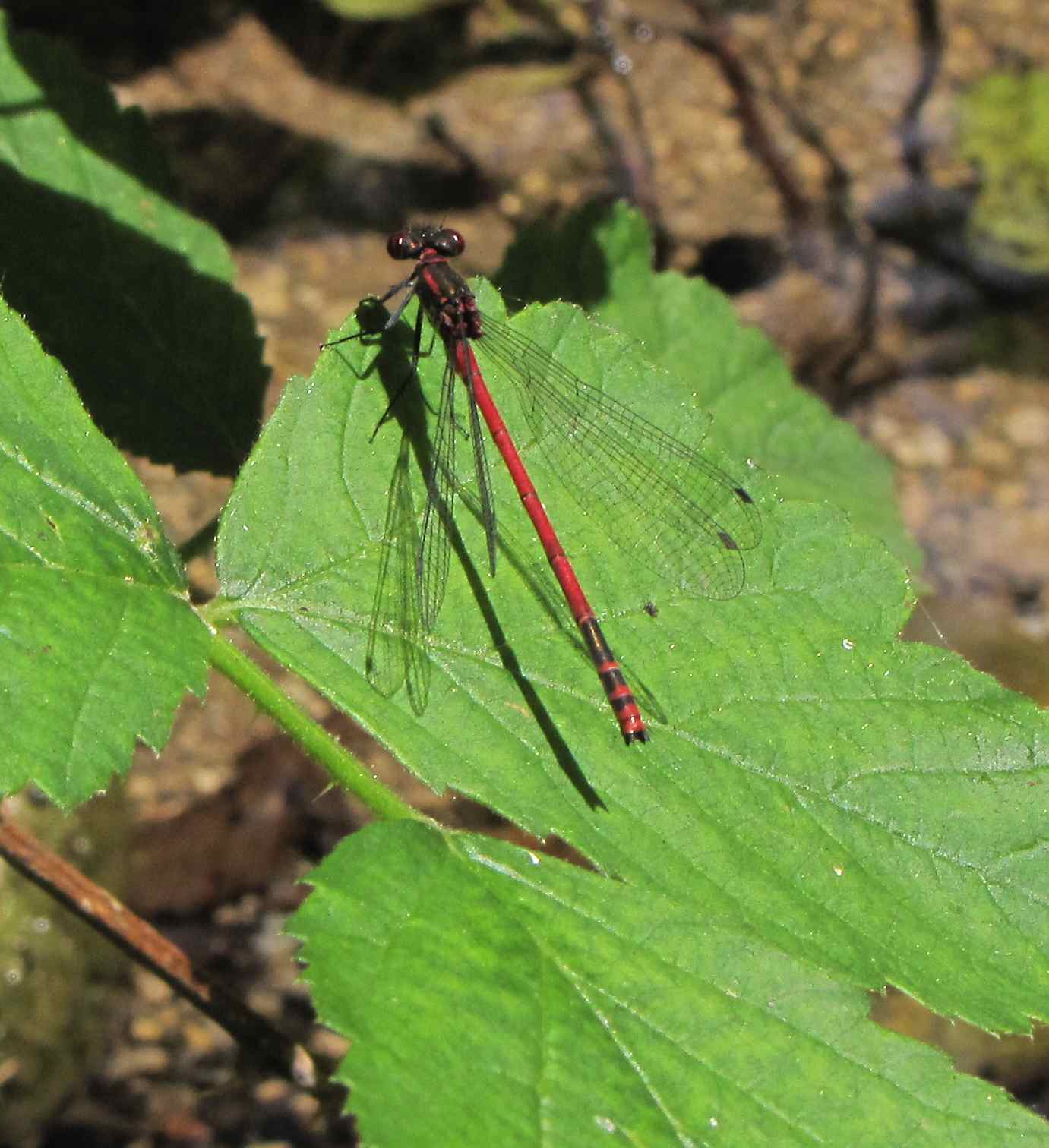 libellula1